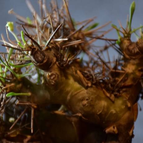 Othonna euphorbioides　オトンナ ユーフォルビオイデス　発根済現地株 #1
