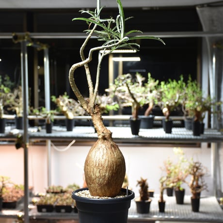 アデニア ソマレンセ 現地球 発根済 盆栽株 アデニウム ソマレンセ 現地球 発根済 盆栽株 超大株 アデニウム