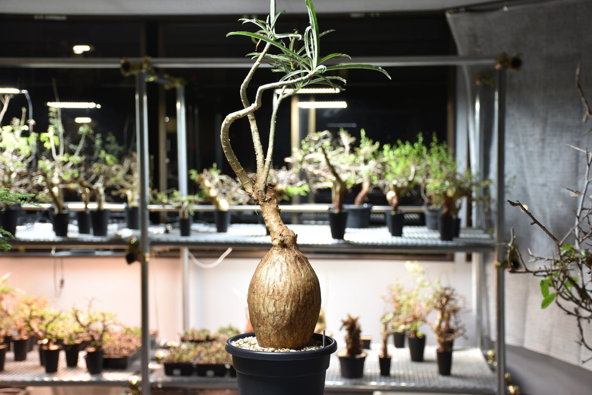 Adenium Somalense アデニウム ソマレンセ 発根済現地株 #6 | BONDEX