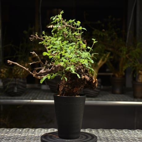 Commiphora Boranensis　コミフォラ ボラネンシス　発根済現地株　F15