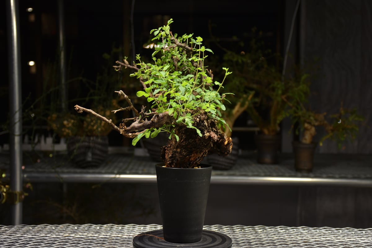 【現地株】コミフォラ　ボラネンシス コミフォラ ボラネンシス Commiphora boranensis #コミフォラボラネン