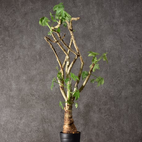 Jatropha spicata ヤトロファ スピカータ 発根済現地株 #5