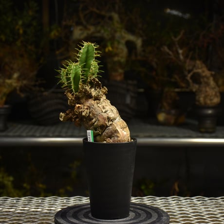 Euphorbia mlanjeana　ユーフォルビア ムランジーナ 発根済現地株 I38