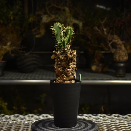 Euphorbia mlanjeana　ユーフォルビア ムランジーナ 発根済現地株 I39