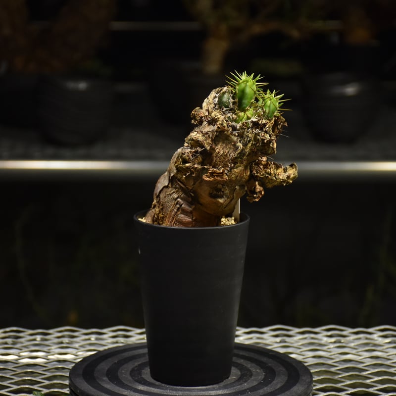 Euphorbia mlanjeana ユーフォルビア ムランジーナ 発根済現地株 I38 |