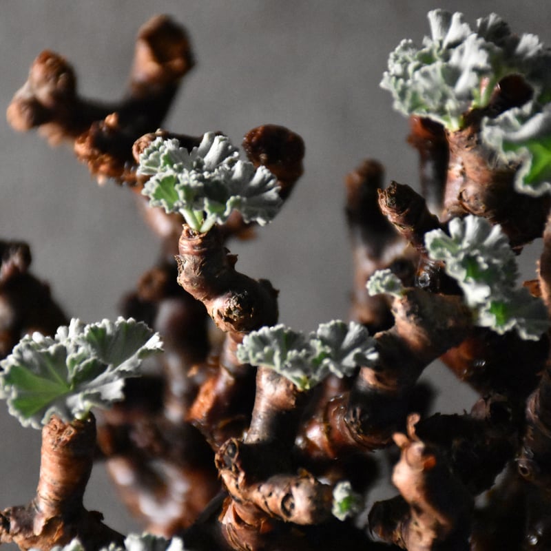 Pelargonium mirabile ペラルゴニウム ミラビレ 発根済現地株 #1 | B