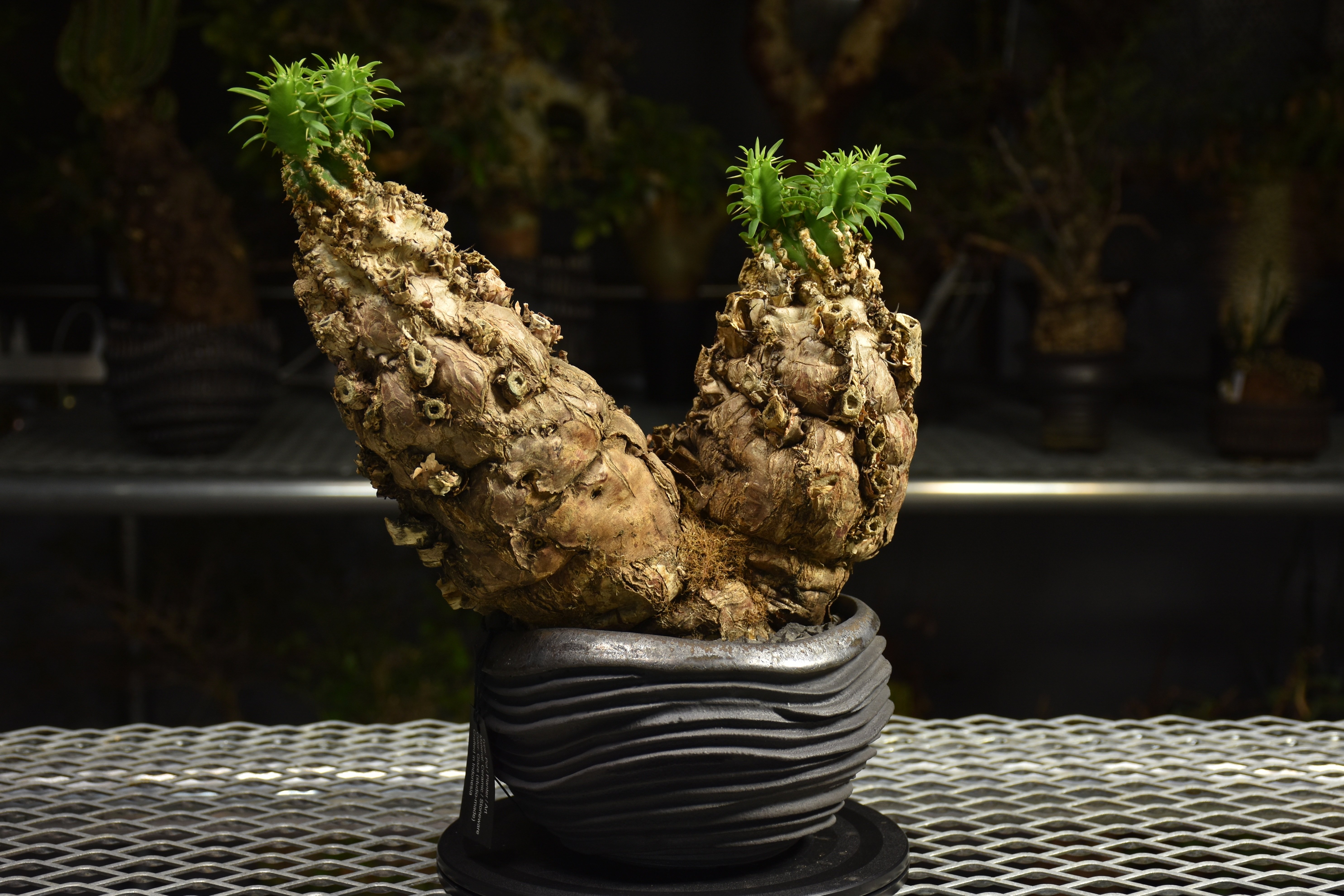 Euphorbia mlanjeana ユーフォルビア ムランジーナ 発根済現地株 I80 |