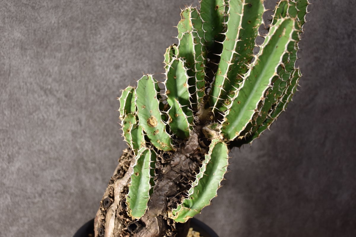 Euphorbia mlanjeana ユーフォルビア ムランジーナ 発根済現地株