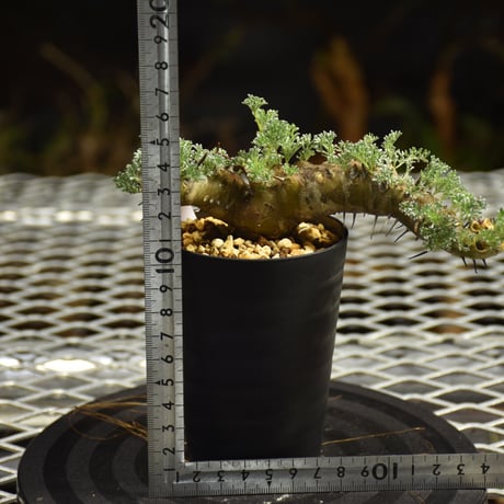 Monsonia herrei　モンソニア ヘレー　発根済現地株 6Bb7