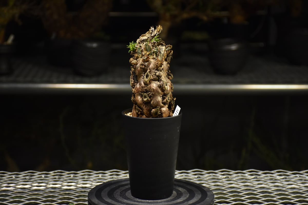 ユーフォルビアムランジーナ　現地株　発根済み fit=scale-down,w=1200