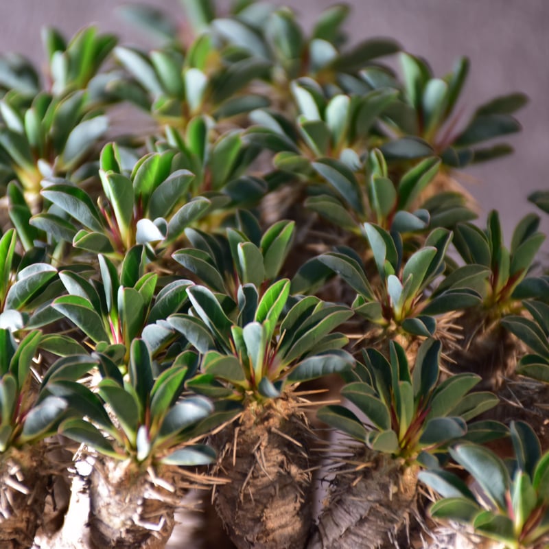 Euphorbia guillauminiana ユーフォルビア ギラウミニアナ 発根