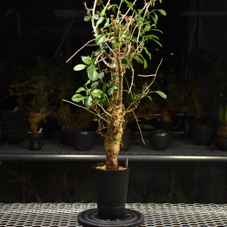Commiphora habessinica コミフォラ ハベシニカ 発根済現地株 H7