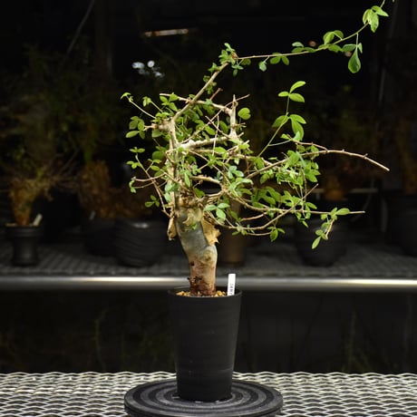 Commiphora holtziana コミフォラ ホルトジアナ 発根済現地株 H20