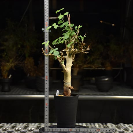 Commiphora holtziana コミフォラ ホルトジアナ 発根済現地株 H27