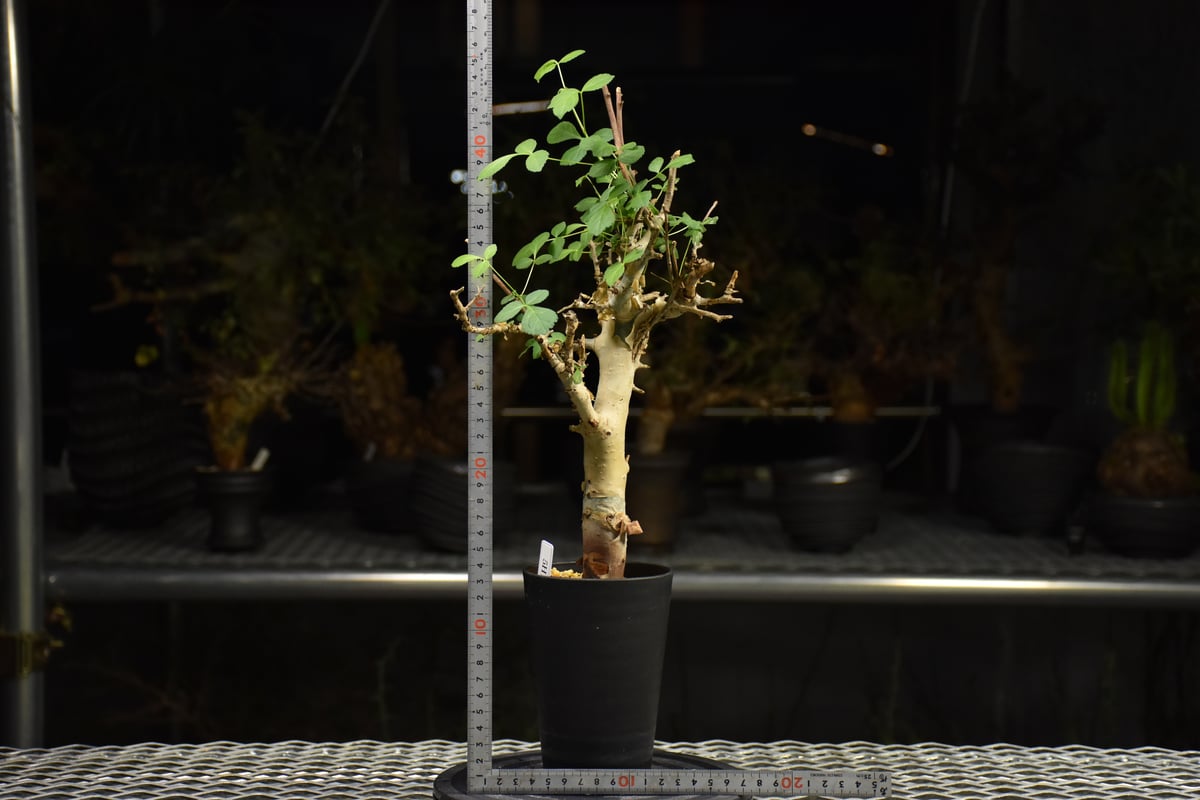 Commiphora holtziana コミフォラ ホルトジアナ 発根済現地株 H27 |