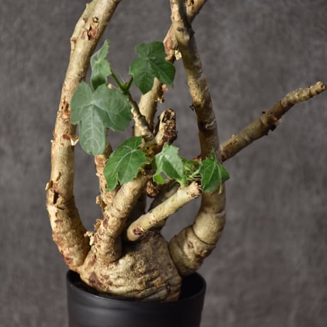 Jatropha spicata ヤトロファ スピカータ 発根済現地株 #4