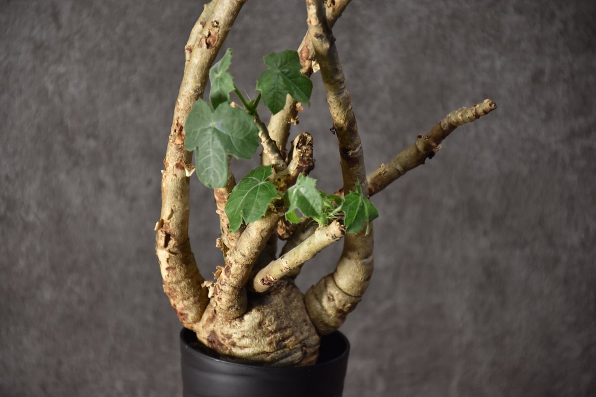 Jatropha spicata ヤトロファ スピカータ 発根済現地株 #4 | BONDEX