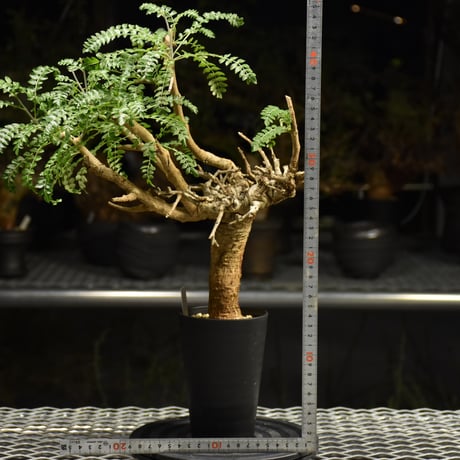 Boswellia neglecta　ボスウェリア ネグレクタ　発根済現地株　H17