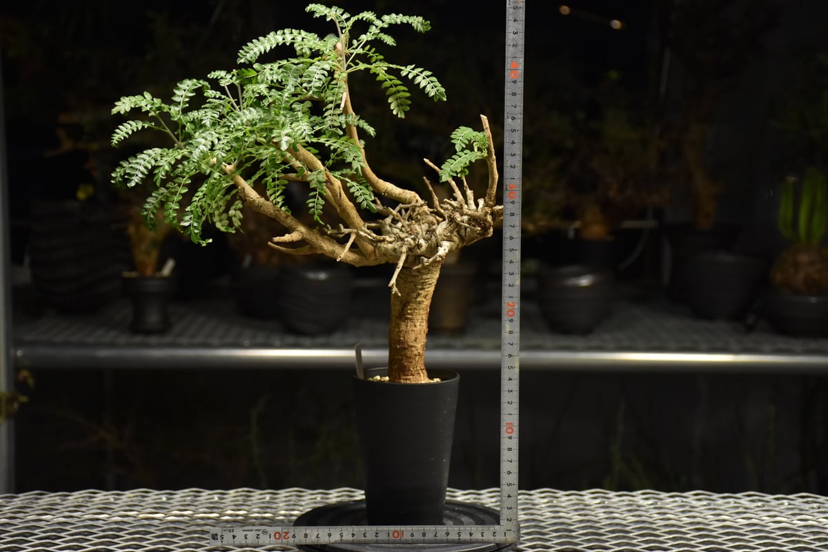 Boswellia neglecta ボスウェリア ネグレクタ 発根済現地株 H17 | BO
