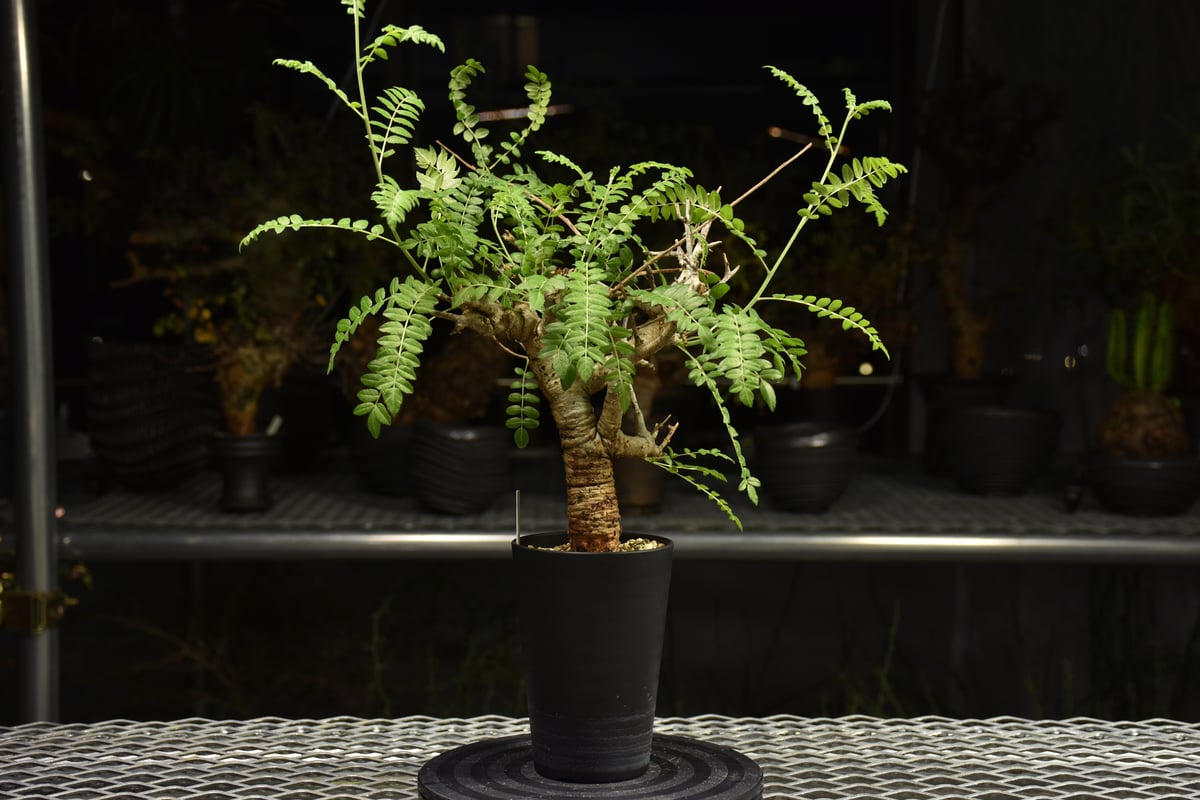 Boswellia neglecta ボスウェリア ネグレクタ 発根済現地株 H12 | BO