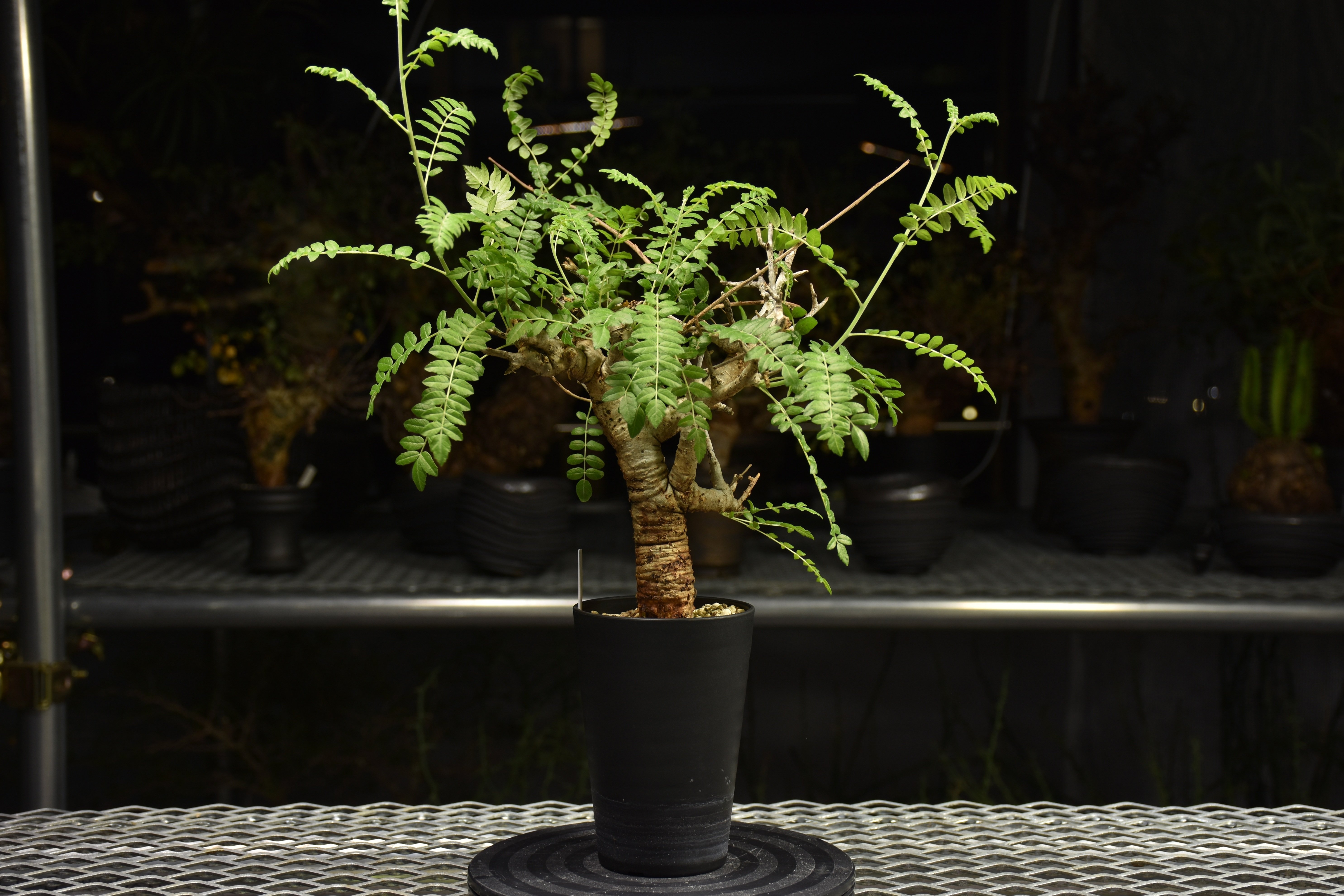 ボスウェリア ネグレクタ 苗 Boswellia neglecta ボスウェリア ネグレクタ 発根済現地株 H12 | BO