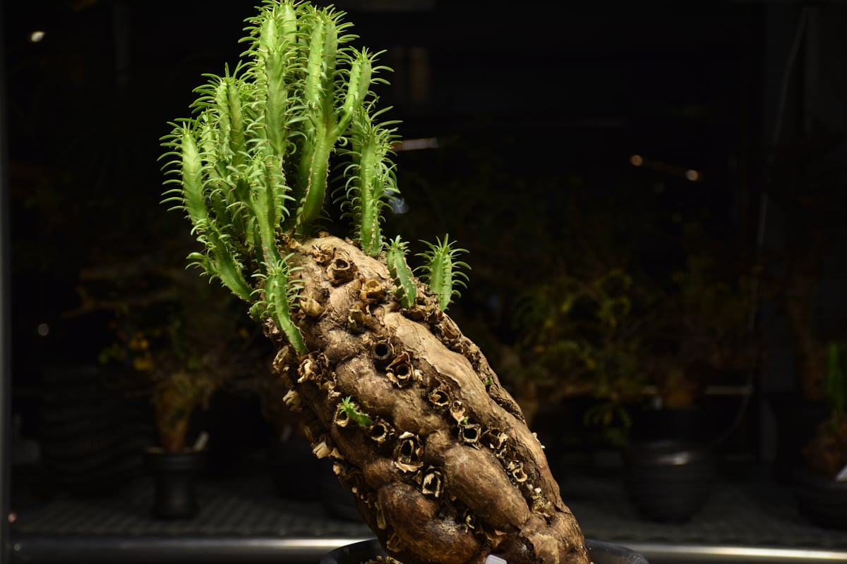 Euphorbia mlanjeana ユーフォルビア ムランジーナ 発根済現地株 H5 |