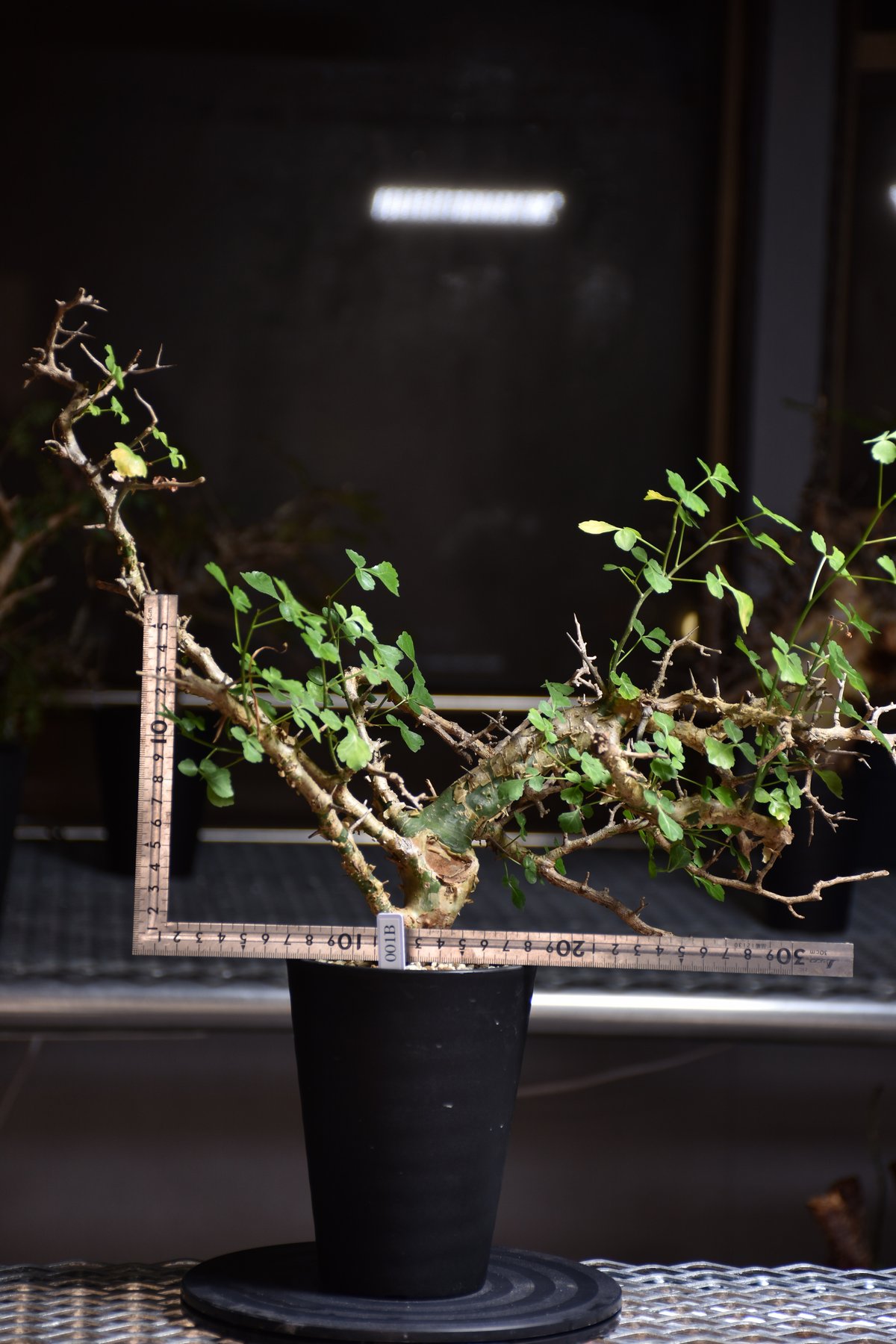 V*E様 特大 コミフォラ カンペストリス Commiphora Campest V*E様 特大 コミフォラ カンペストリス Commiphora Campest V*E様 特大