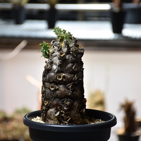 CATEGORY Euphorbia | BONDEX CATEGORY Euphorbia | BONDEX
