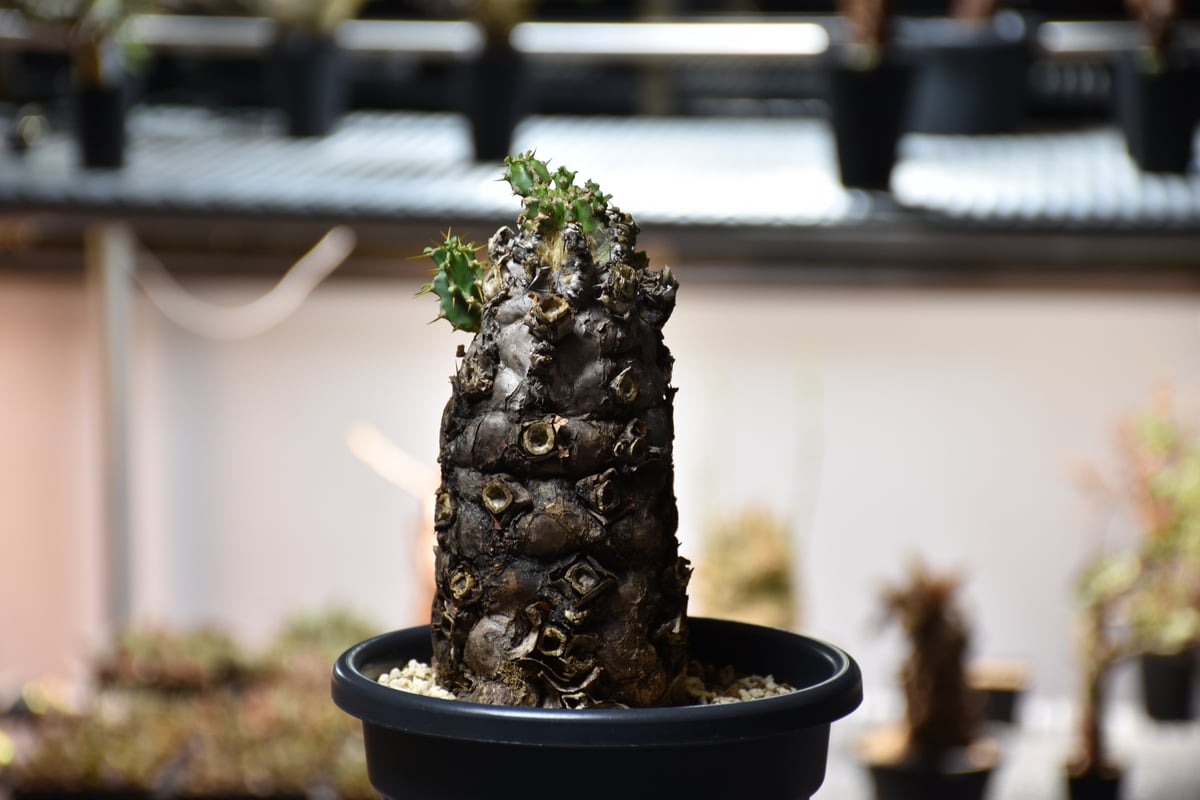 Euphorbia mlanjeana ユーフォルビア ムランジーナ 発根済現地株 #13 |