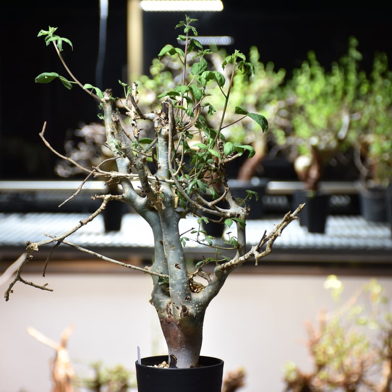 Commiphora holtziana コミフォラ ホルトジアナ 発根済現地株 #6 | B