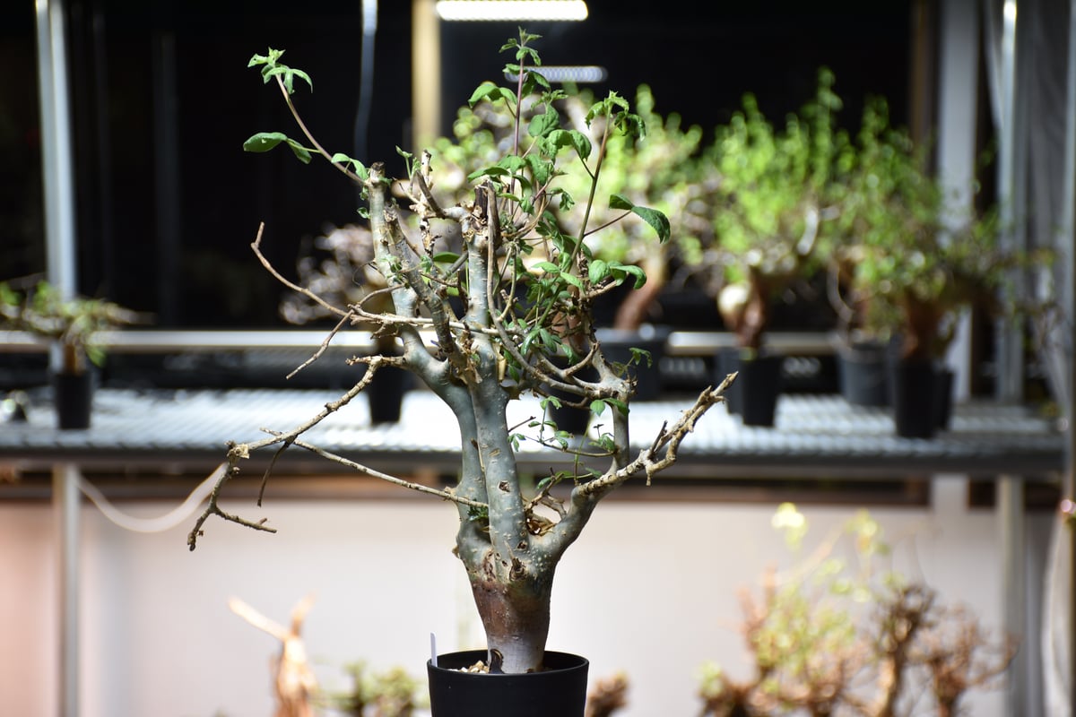 Commiphora holtziana コミフォラ ホルトジアナ 発根済現地株 #6 | B...