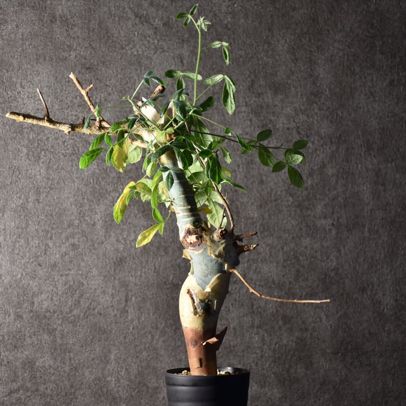 Commiphora holtziana コミフォラ ホルトジアナ 発根済現地株 #1 Commiphora holtziana コミフォラ ホルトジアナ 発根済現地株 #1