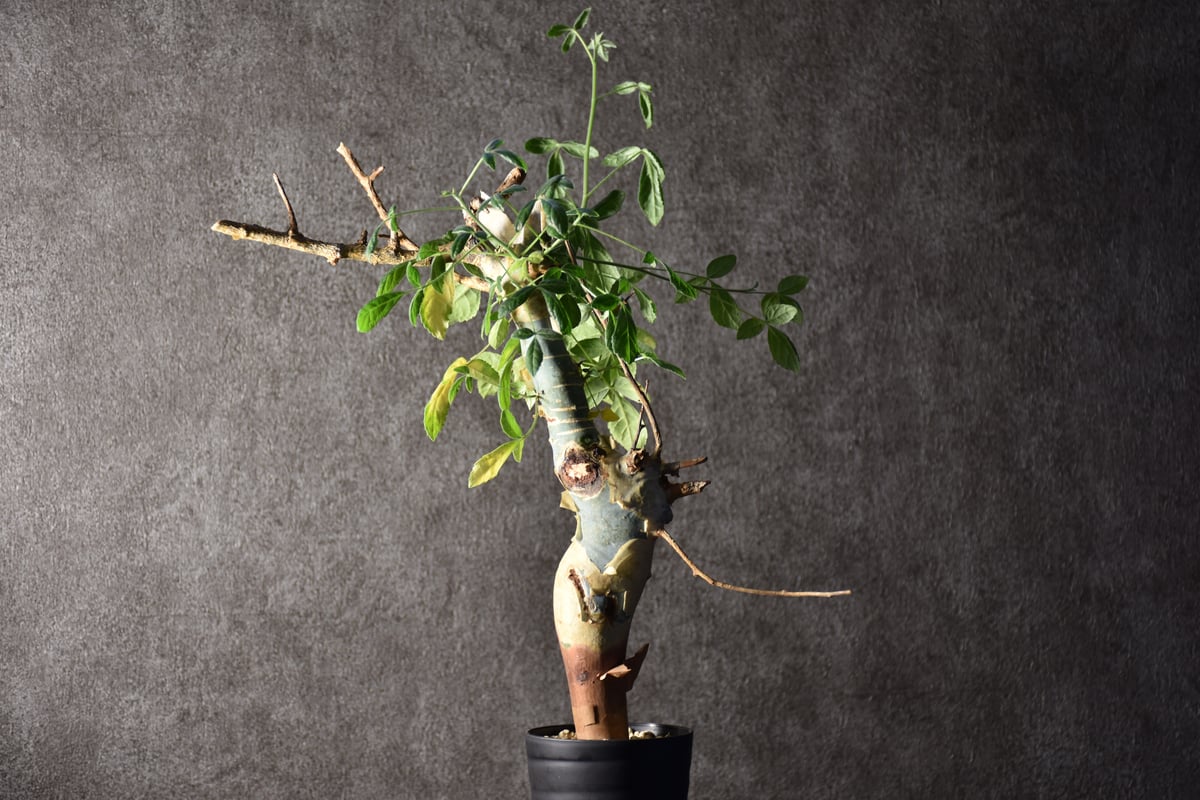 コミフォラ ホルトジアナ