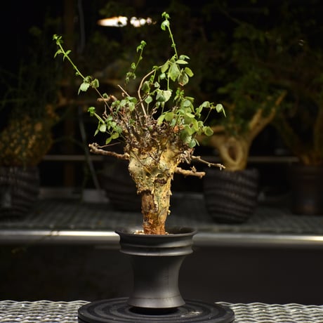 Commiphora Cyclophylla　コミフォラ シクロフィラ　発根済現地株　A1