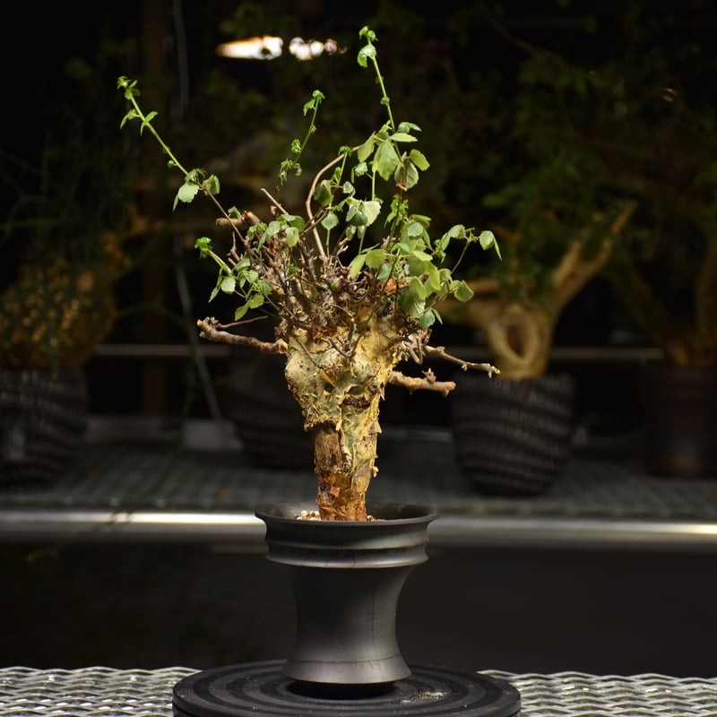 発根済 良型 コミフォラ　ストックシアナ　灌木 fit=scale-down,w=1200