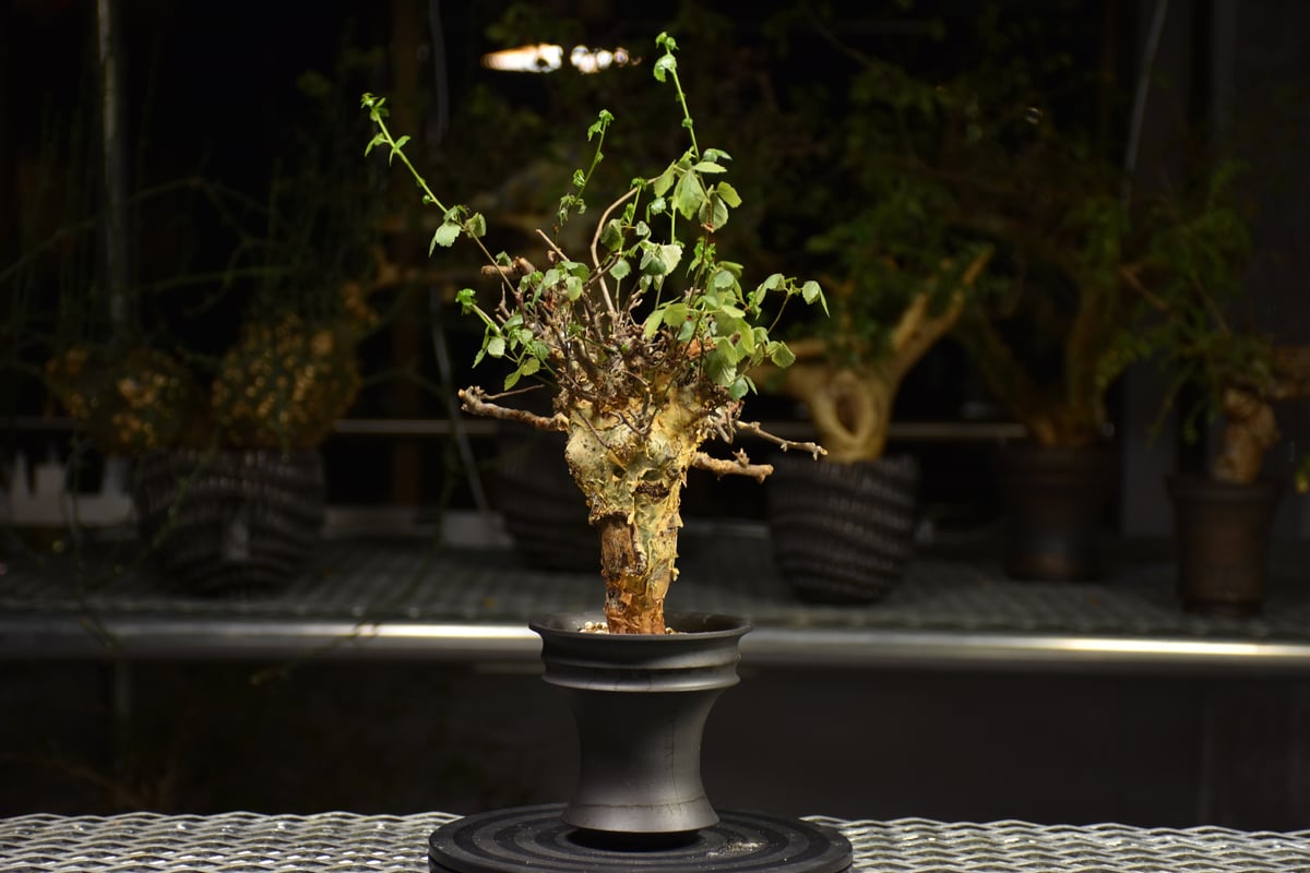 ま*ぁ様 特大 コミフォラ シクロフィラ Commiphora Cyclophy Commiphora Cyclophylla」 From Somalia🇸🇴 Before→After 流通