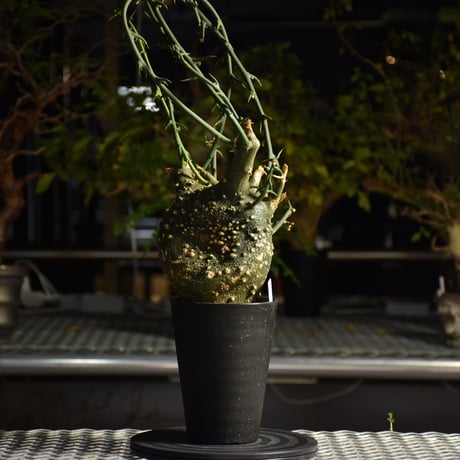Adenia grobosa アデニア グロボーサ 発根済現地株 D26