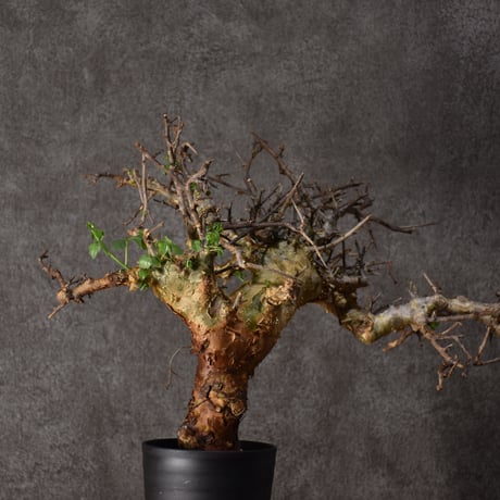 シクロフィラ | STORES