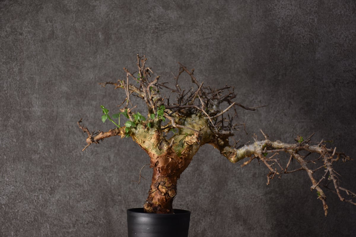 ま*ぁ様 特大 コミフォラ シクロフィラ Commiphora Cyclophy Commiphora Cyclophylla」 From Somalia🇸🇴 Before→After 流通