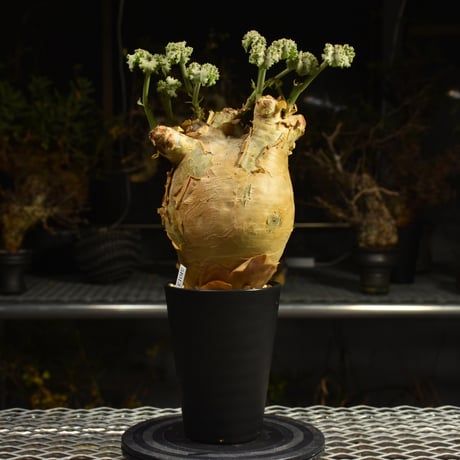 キフォステンマ　マクロプス 現地球 キフォステンマ マクロプス 現地球 キフォステンマ マクロプス 現地球