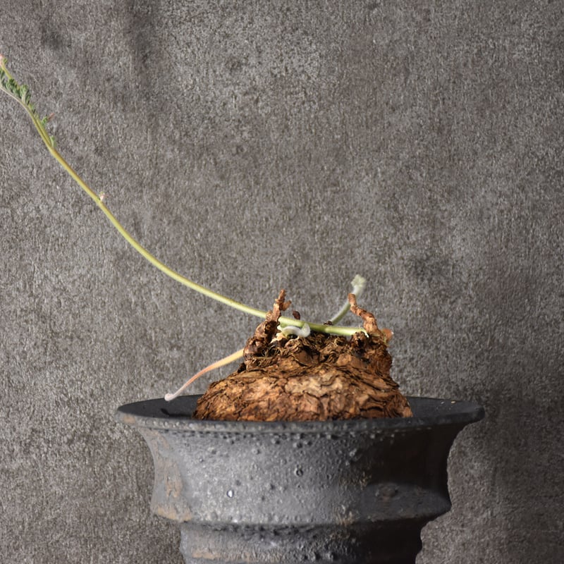 Pelargonium triste ペラルゴニウム トリステ 発根済現地株 #2 | BONDEX