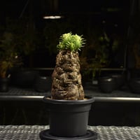 fit=cover,w=200,h=200