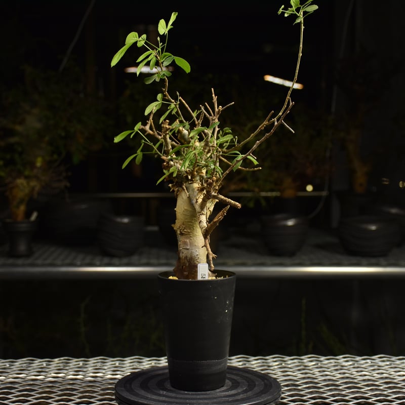Commiphora holtziana コミフォラ ホルトジアナ 発根済現地株 H7