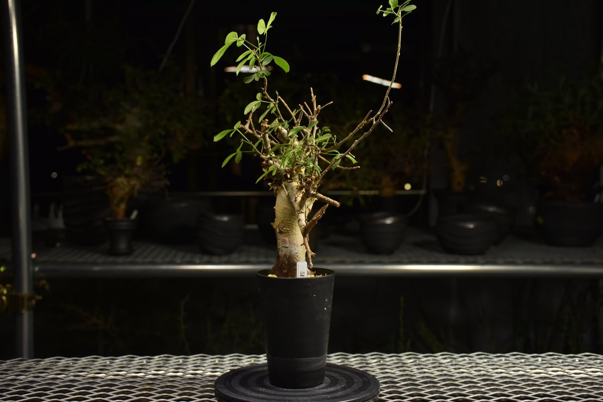 Commiphora holtziana コミフォラ ホルトジアナ 発根済現地株 H7 | B