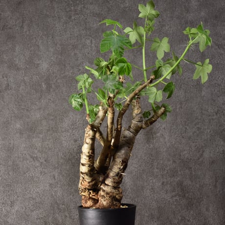 Jatropha spicata ヤトロファ スピカータ 発根済現地株 #9
