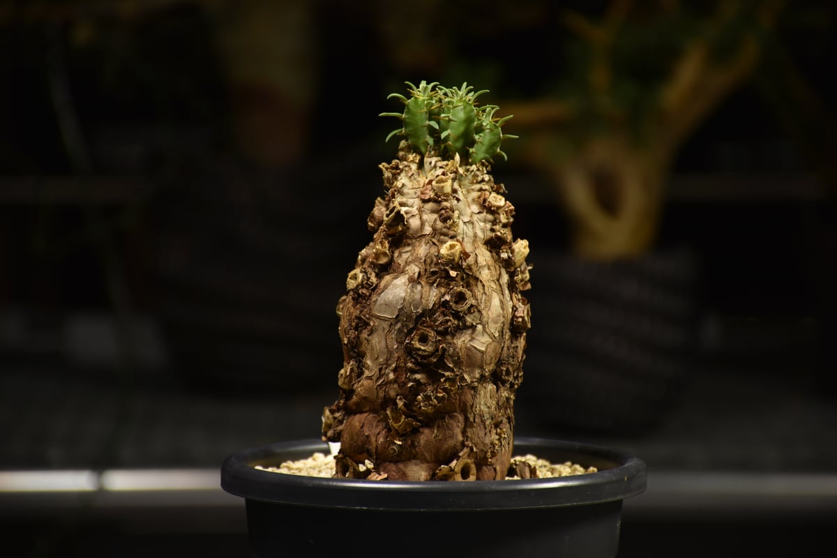 ムランジーナ発根済みです！ ユーフォルビア ムランジーナ 【発根済み】RF231972(T) | RAFLUM