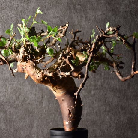 Commiphora kataf pure コミフォラ ピュアカタフ 発根済現地株 3 ソマリア産