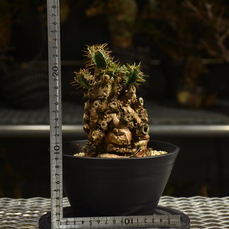 Euphorbia mlanjeana　ユーフォルビア ムランジーナ 発根済現地株 I50