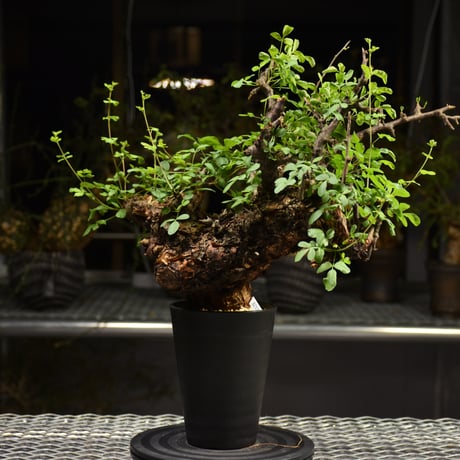Commiphora Boranensis　コミフォラ ボラネンシス　発根済現地株　F15