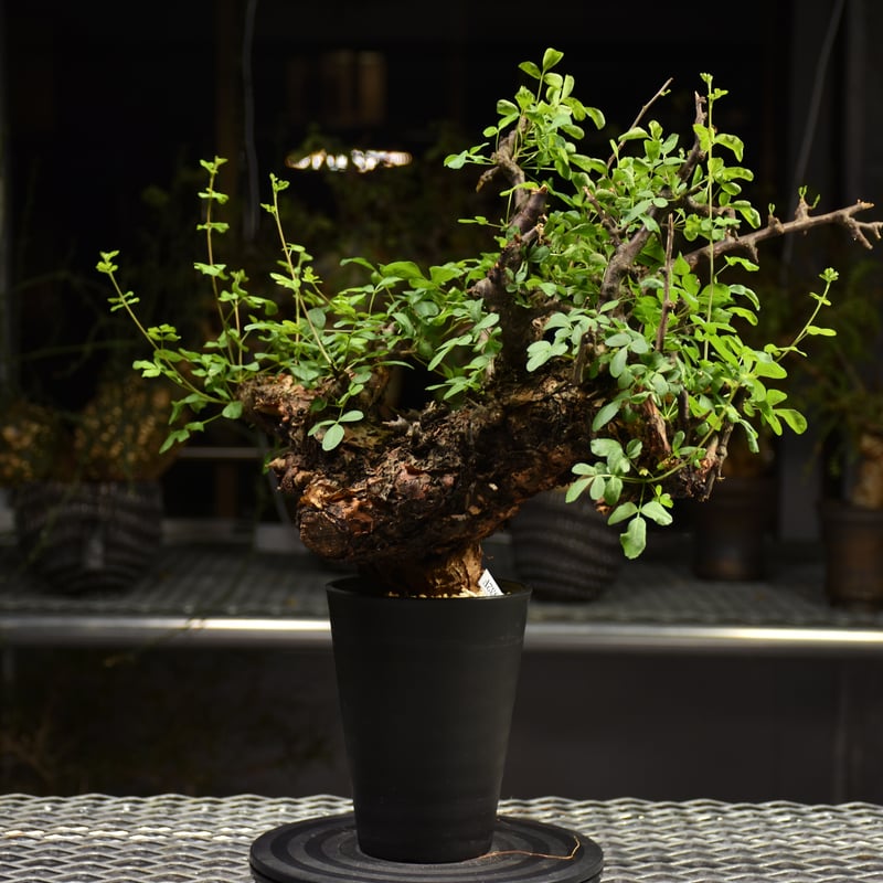 コミフォラ ボラネンシス 発根済み コミフォラ ボラネンシス （発根済み）B RF230775 | RAFLUM